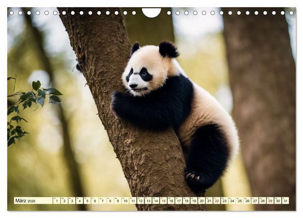 Produktbild: Gro&szlig;er Pandab&auml;r (Wandkalender 2026 DIN A4 quer), CALVENDO Monatskalender