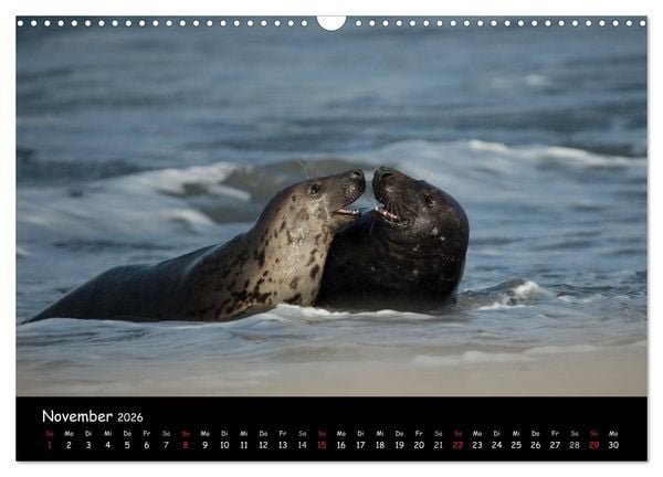 Produktbild: Robben auf Helgoland 2026 (Wandkalender 2026 DIN A3 quer), CALVENDO Monatskalender