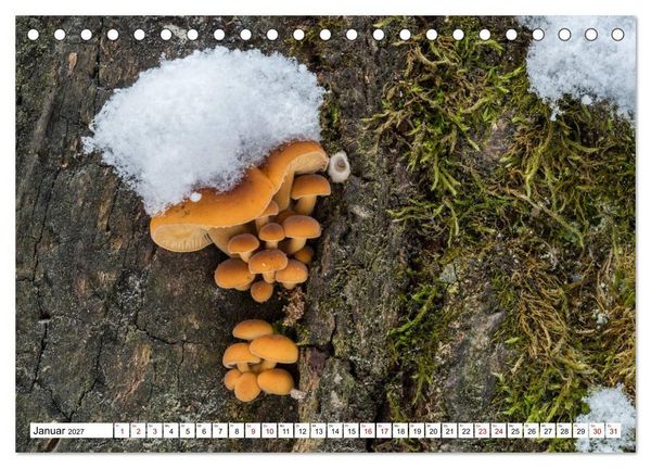 Produktbild: Pilze finden - das ganze Jahr! (Tischkalender 2027 DIN A5 quer), CALVENDO Monatskalender