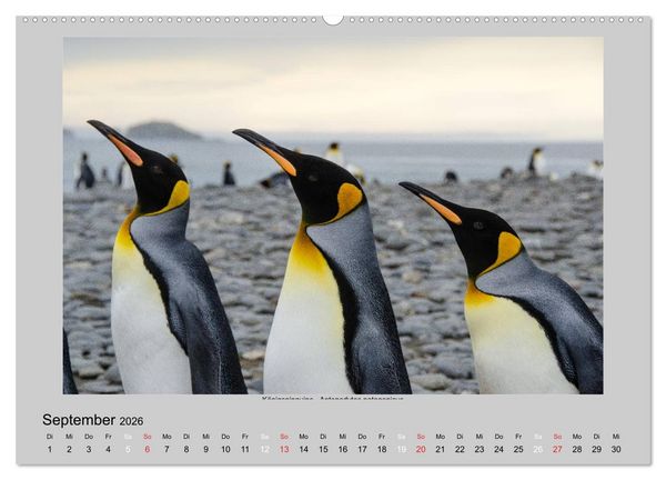 Produktbild: Tierleben in der Antarktis (Wandkalender 2026 DIN A2 quer), CALVENDO Monatskalender
