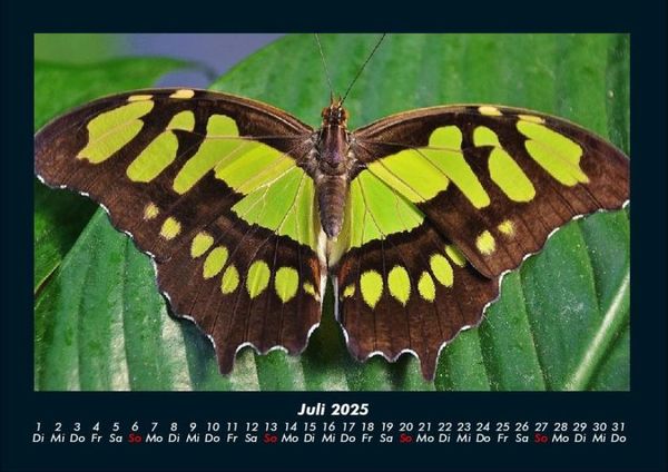 Produktbild: Bunte Pracht der Schmetterlinge 2025 Fotokalender DIN A4
