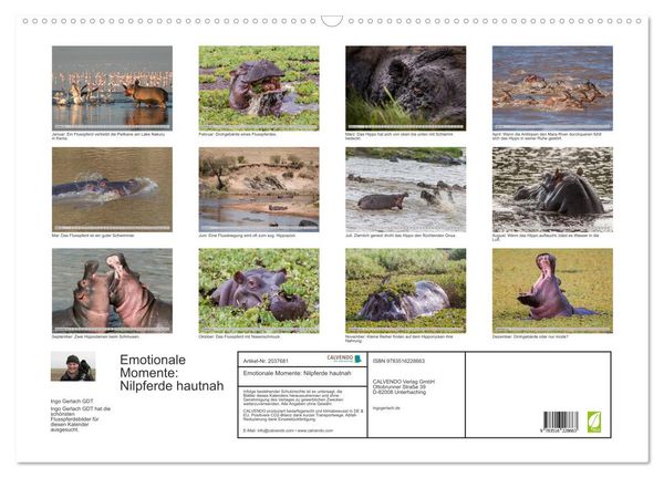 Produktbild: Emotionale Momente: Nilpferde hautnah (Wandkalender 2026 DIN A2 quer), CALVENDO Monatskalender