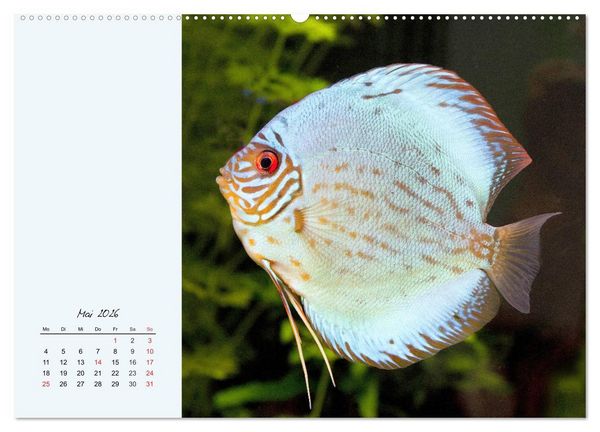 Produktbild: Diskusfische. Die bezaubernden Lieblinge vieler Aquarianer (Wandkalender 2026 DIN A2 quer), CALVENDO Monatskalender