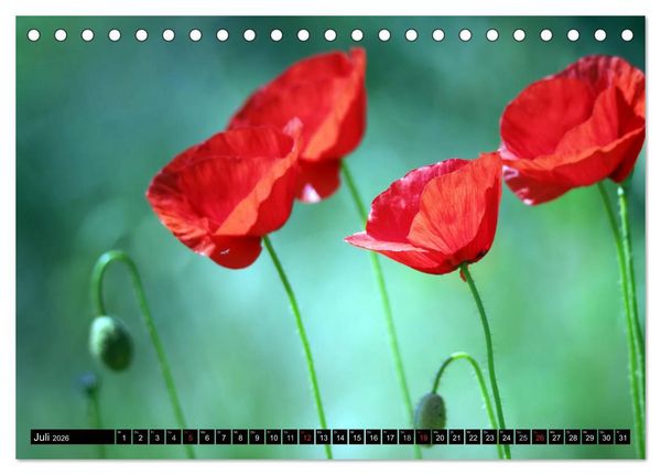 Produktbild: Mohnblumen (Tischkalender 2026 DIN A5 quer), CALVENDO Monatskalender
