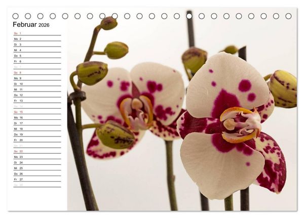 Produktbild: Bl&uuml;tenzauber Orchideen (Tischkalender 2026 DIN A5 quer), CALVENDO Monatskalender