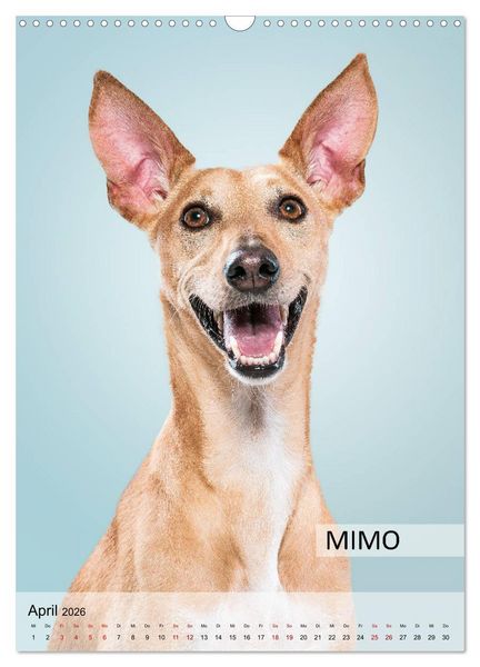 Produktbild: Hundekalender - Hunderassen im Portrait (Wandkalender 2026 DIN A3 hoch), CALVENDO Monatskalender