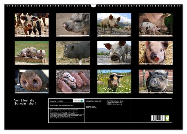 Produktbild: Von S&auml;uen die Schwein haben! (Wandkalender 2026 DIN A2 quer), CALVENDO Monatskalender