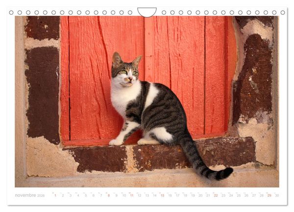 Produktbild: Chats des &icirc;les (Calendrier mural 2026 DIN A4 vertical), CALVENDO calendrier mensuel