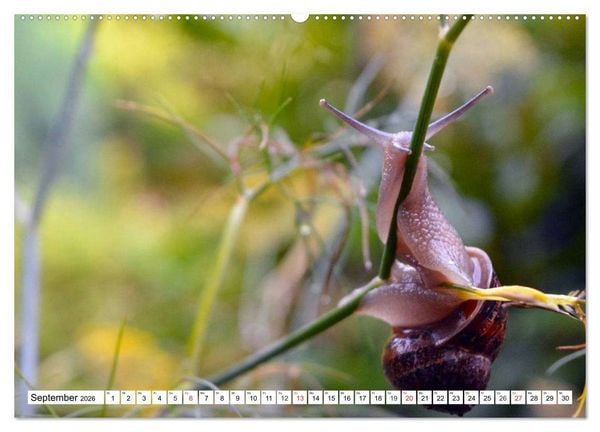 Produktbild: Schnecken. Witzige Schleimer (hochwertiger Premium Wandkalender 2026 DIN A2 quer), Kunstdruck in Hochglanz