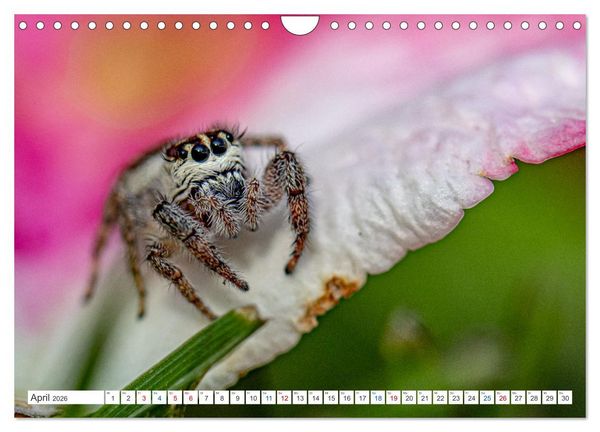 Produktbild: Kleines ganz gro&szlig; - Makrofotografie (Wandkalender 2026 DIN A4 quer), CALVENDO Monatskalender