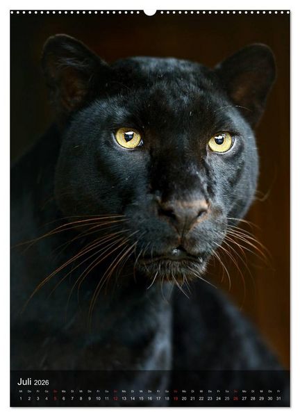 Produktbild: Gro&szlig;katzen. Raubkatzengesichter (hochwertiger Premium Wandkalender 2026 DIN A2 hoch), Kunstdruck in Hochglanz