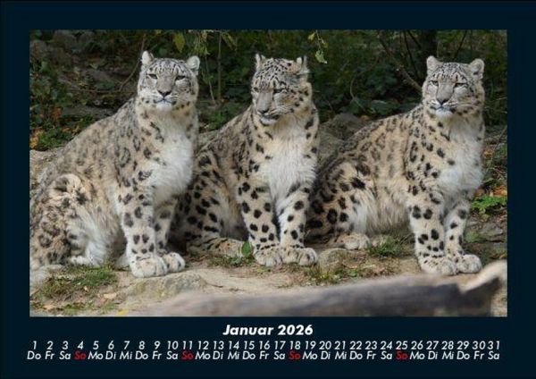 Produktbild: Welt der Tiere 2026 Fotokalender DIN A5