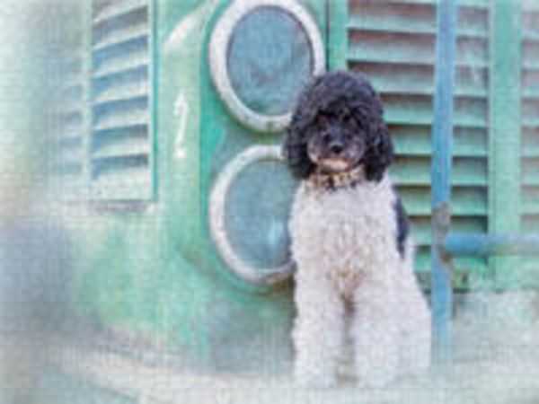 CALVENDO Puzzle Lotta - Harlekinzwergpudel 1000 Teile Lege-Größe 640 x 480 cm Foto-Puzzle Bild von None www.boegau.de