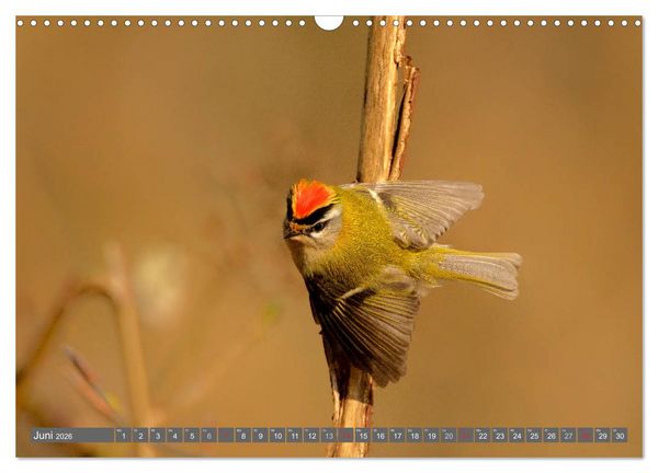 Produktbild: INNE BOTANIK - V&ouml;gel im Ruhrpott (Wandkalender 2026 DIN A3 quer), CALVENDO Monatskalender