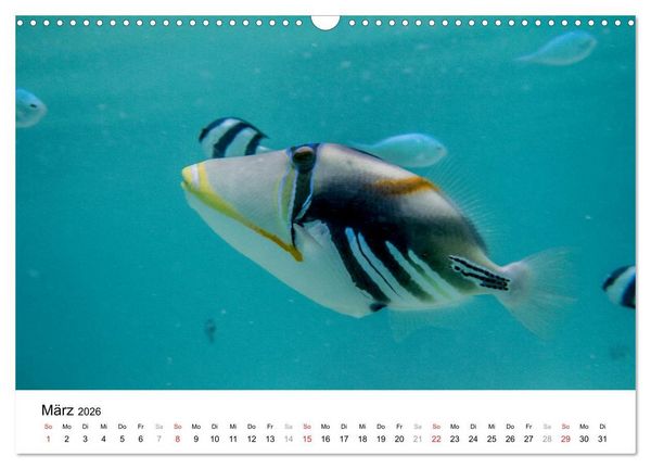 Produktbild: Unterwasserwelt der Malediven I (Wandkalender 2026 DIN A3 quer), CALVENDO Monatskalender