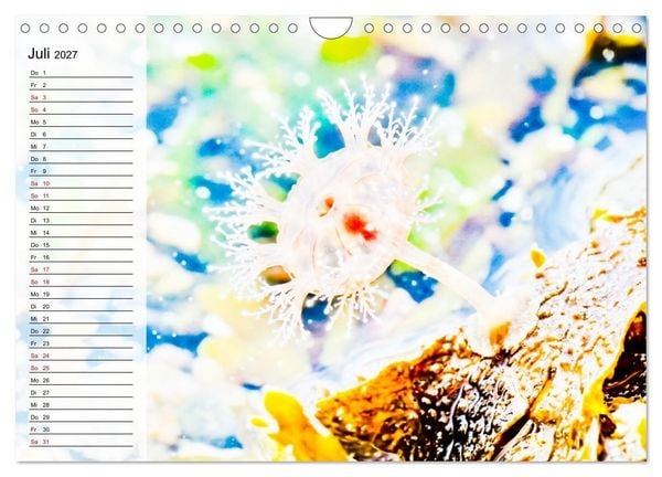 Produktbild: Quallen - Faszinierende Urzeitwesen der Meere (Wandkalender 2027 DIN A4 quer), CALVENDO Monatskalender