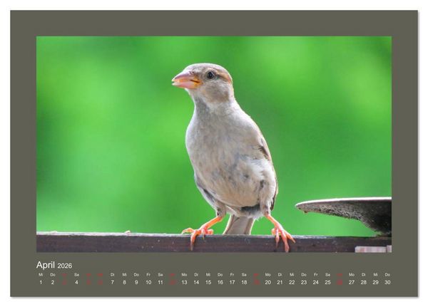 Produktbild: Vogelportr&auml;ts - Heimische V&ouml;gel auf meinem Balkon (Tischkalender 2026 DIN A5 quer), CALVENDO Monatskalender
