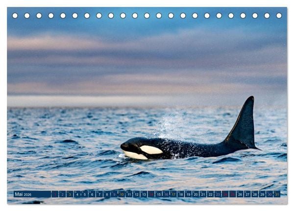 Produktbild: Big Five Australiens Buckelwal, Walhai, Orca, Quokka,K&auml;nguru (Tischkalender 2026 DIN A5 quer), CALVENDO Monatskalender