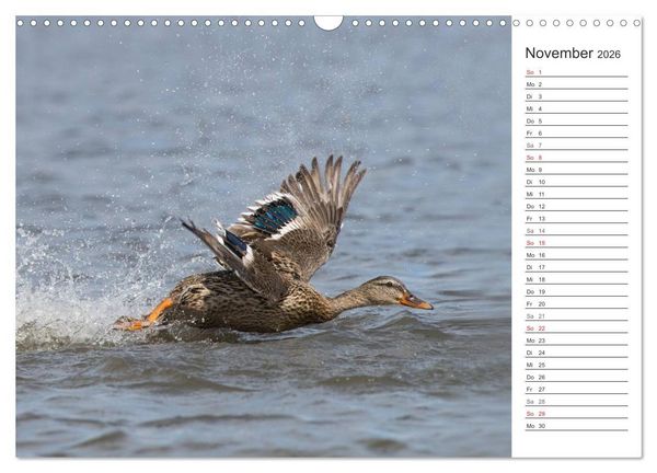 Produktbild: Emotionale Momente: Die Stockente. (Wandkalender 2026 DIN A3 quer), CALVENDO Monatskalender