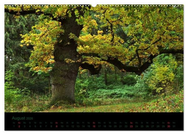 Produktbild: Baumgefl&uuml;ster (Wandkalender 2026 DIN A2 quer), CALVENDO Monatskalender