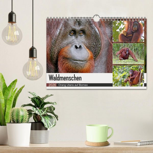 Produktbild: Waldmenschen - Orang Utans auf Borneo (Wandkalender 2026 DIN A4 quer), CALVENDO Monatskalender
