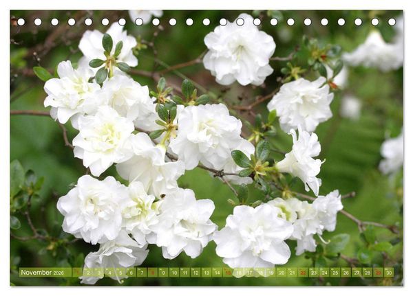 Produktbild: Wei&szlig;e Fr&uuml;hlingsbl&uuml;ten (Tischkalender 2026 DIN A5 quer), CALVENDO Monatskalender