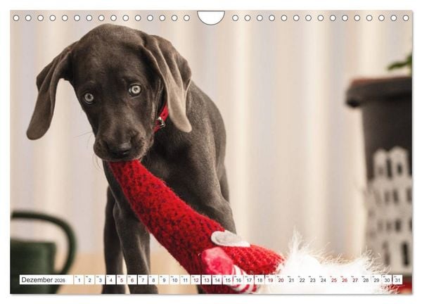 Produktbild: Weimaraner-Labrador (Wandkalender 2026 DIN A4 quer), CALVENDO Monatskalender