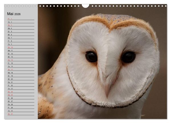 Produktbild: Eulen. W&auml;chter der Nacht (Wandkalender 2026 DIN A3 quer), CALVENDO Monatskalender