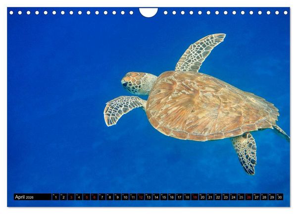 Produktbild: Indonesien: Gili Inseln (Wandkalender 2026 DIN A4 quer), CALVENDO Monatskalender