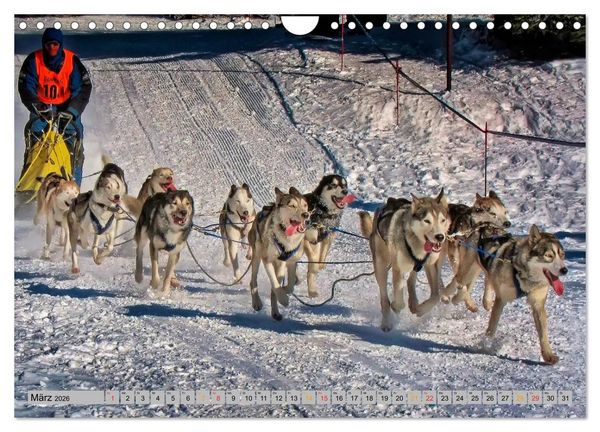 Produktbild: Huskies - Schlittenhunde (Wandkalender 2026 DIN A4 quer), CALVENDO Monatskalender