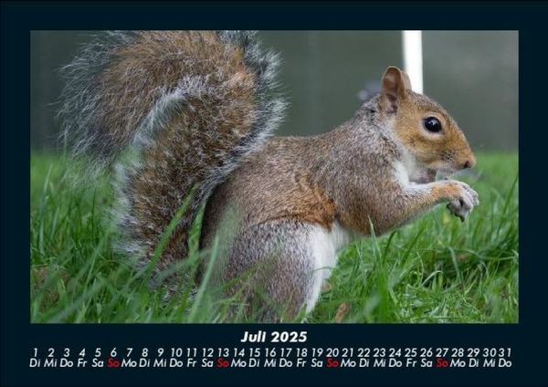 Produktbild: Waldbewohner 2025 Fotokalender DIN A5