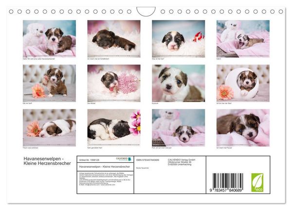 Produktbild: Havaneserwelpen - Kleine Herzensbrecher (Wandkalender 2026 DIN A4 quer), CALVENDO Monatskalender