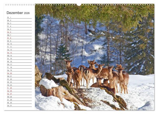 Produktbild: Wir sind die Stars im Wald (hochwertiger Premium Wandkalender 2026 DIN A2 quer), Kunstdruck in Hochglanz