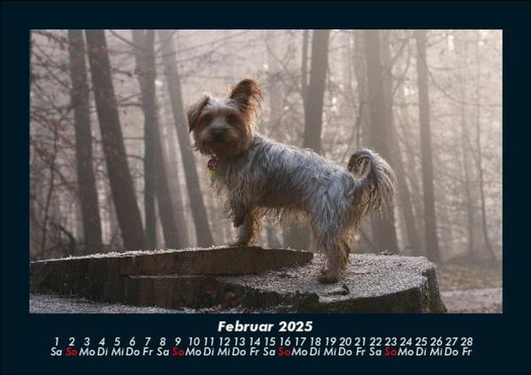 Produktbild: Hundezauber 2025 Fotokalender DIN A5