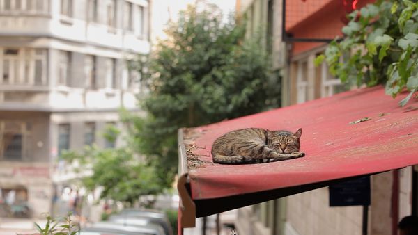 Produktbild: Kedi - Von Katzen und Menschen