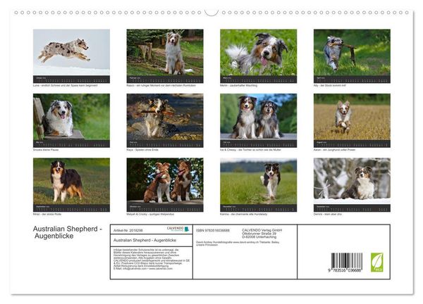 Produktbild: Australian Shepherd - Augenblicke (hochwertiger Premium Wandkalender 2026 DIN A2 quer), Kunstdruck in Hochglanz
