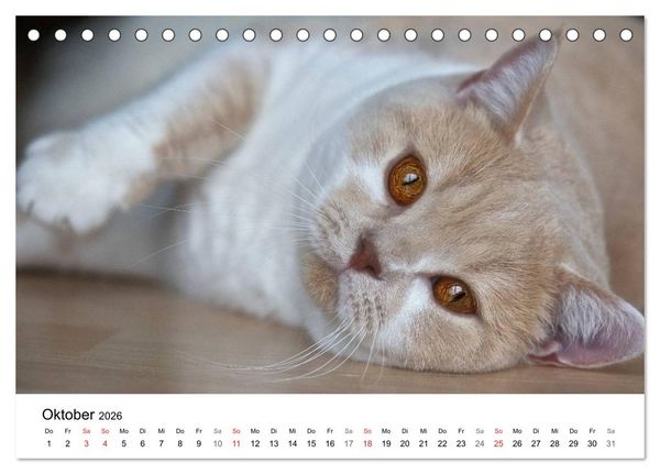 Produktbild: Rassekatzen 2026 (Tischkalender 2026 DIN A5 quer), CALVENDO Monatskalender