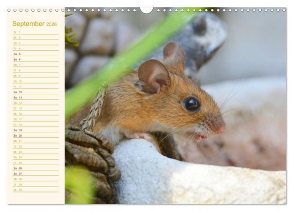 Produktbild: Gr&uuml;sse von der Maus! (Wandkalender 2026 DIN A3 quer), CALVENDO Monatskalender