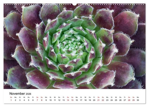 Produktbild: Sukkulenten Galerie (hochwertiger Premium Wandkalender 2026 DIN A2 quer), Kunstdruck in Hochglanz