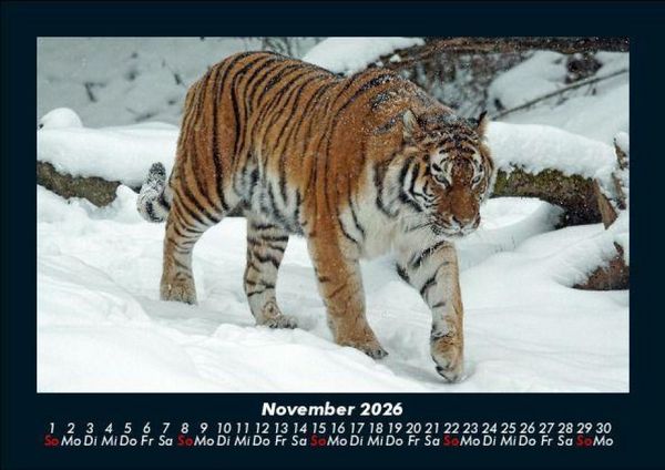 Produktbild: Tiger 2026 Fotokalender DIN A5