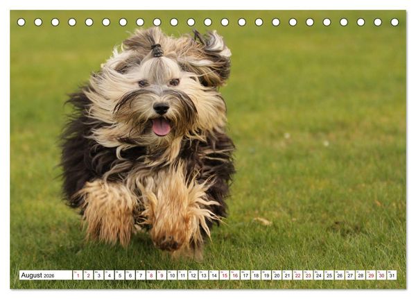 Produktbild: Havaneser - Wirbelwinde aus Kuba (Tischkalender 2026 DIN A5 quer), CALVENDO Monatskalender
