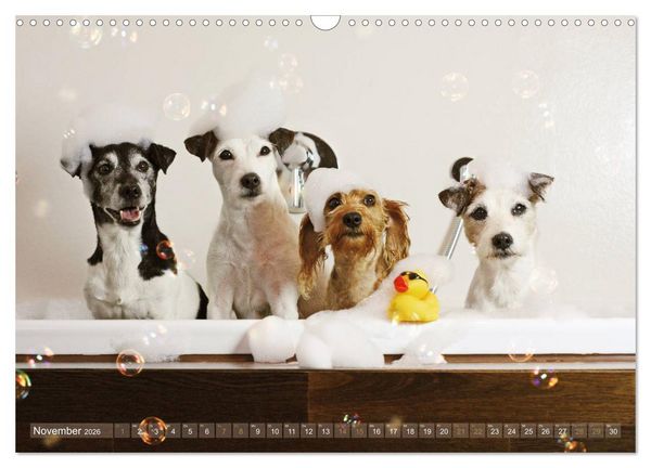Produktbild: Die Parson-Russell-Terrier ...mit neuen Abenteuern aus der Hundeknipserei (Wandkalender 2026 DIN A3 quer), CALVENDO Monatskalender
