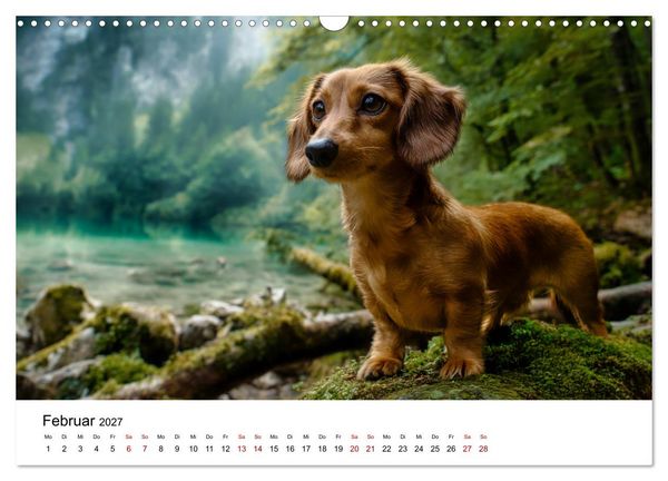 Produktbild: Herzensbrecher - Ein Jahr mit Dackeln (Wandkalender 2027 DIN A3 quer), CALVENDO Monatskalender