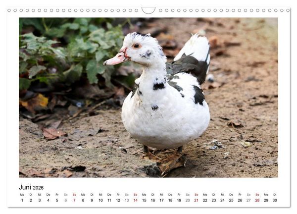 Produktbild: Bauernhoftiere hautnah (Wandkalender 2026 DIN A3 quer), CALVENDO Monatskalender