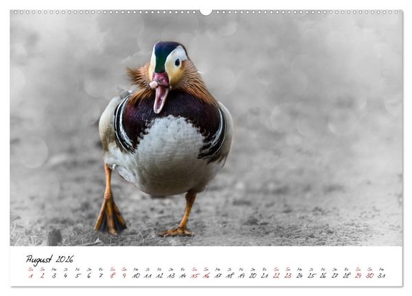 Produktbild: Abenteuer einer Mandarinente (Wandkalender 2026 DIN A2 quer), CALVENDO Monatskalender