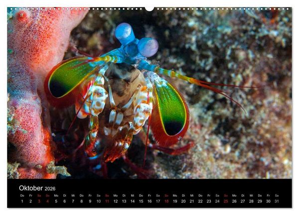 Produktbild: Faszinierendes Leben unter Wasser (Wandkalender 2026 DIN A2 quer), CALVENDO Monatskalender