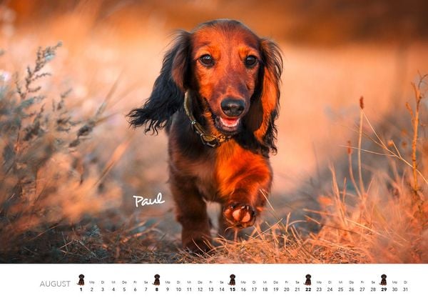 Produktbild: Dackel 2027 Wandkalender Hundekalender