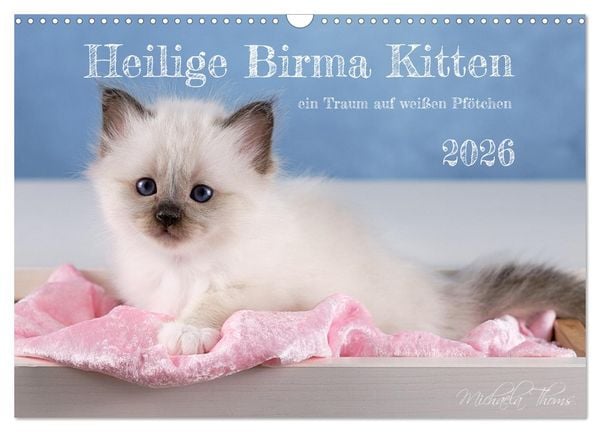 Produktbild: Heilige Birma Kitten - ein Traum auf wei&szlig;en Pf&ouml;tchen (Wandkalender 2026 DIN A3 quer), CALVENDO Monatskalender