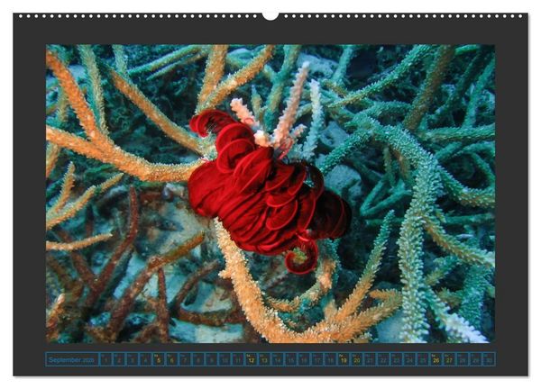Produktbild: Unterwasserwelt - Das Leben am Korallenriff (hochwertiger Premium Wandkalender 2026 DIN A2 quer), Kunstdruck in Hochglanz