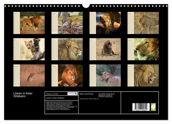 Produktbild: L&ouml;wen in freier Wildbahn (Wandkalender 2026 DIN A3 quer), CALVENDO Monatskalender